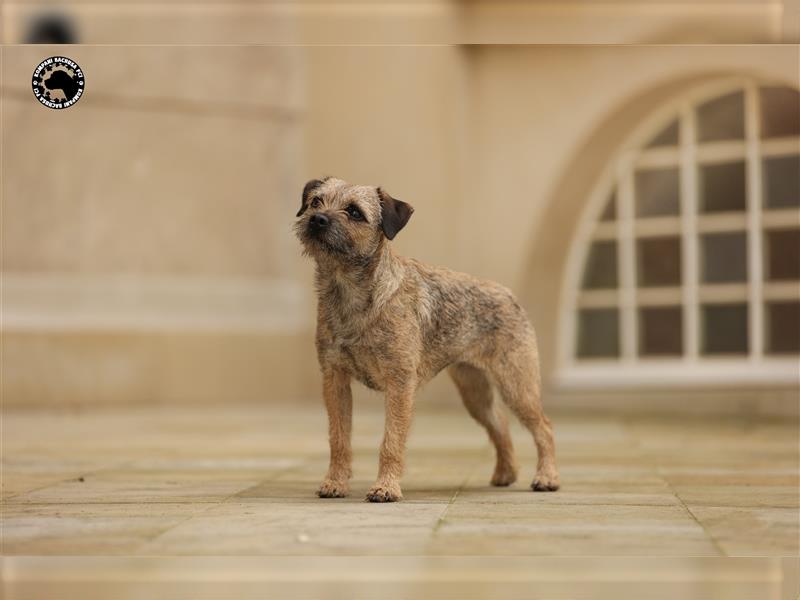 Border Terrier (nach herausragenden Champions) Kompani Bachusa FCI