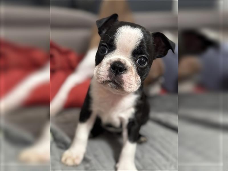 Boston Terrier, Welpen, drei Buben und drei Mädchen, ab dem 9. November in liebevolle Hände abzugebe