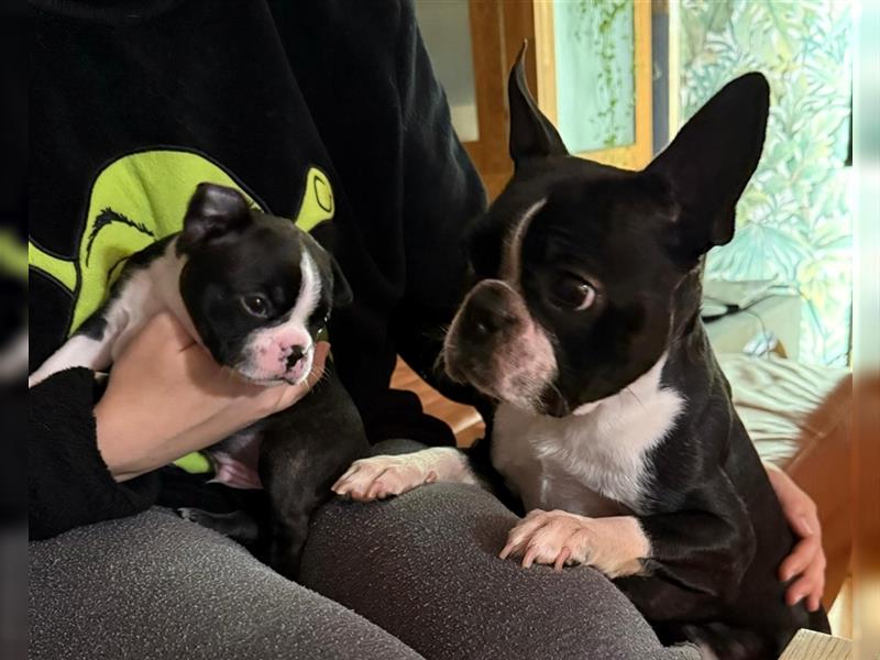 Boston Terrier, Welpen, drei Buben und drei Mädchen, ab dem 9. November in liebevolle Hände abzugebe