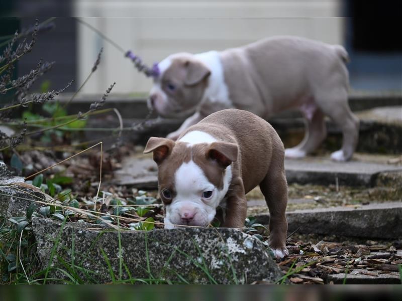 Boston Terrier Welpen in Sonderlackierung