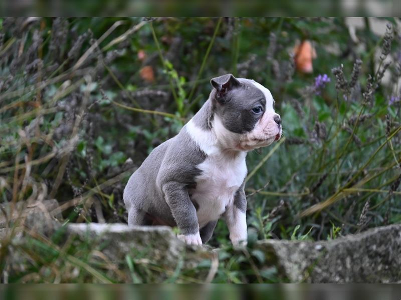 Boston Terrier Welpen in Sonderlackierung