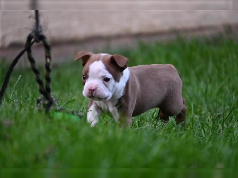 Boston Terrier Welpen in Sonderlackierung