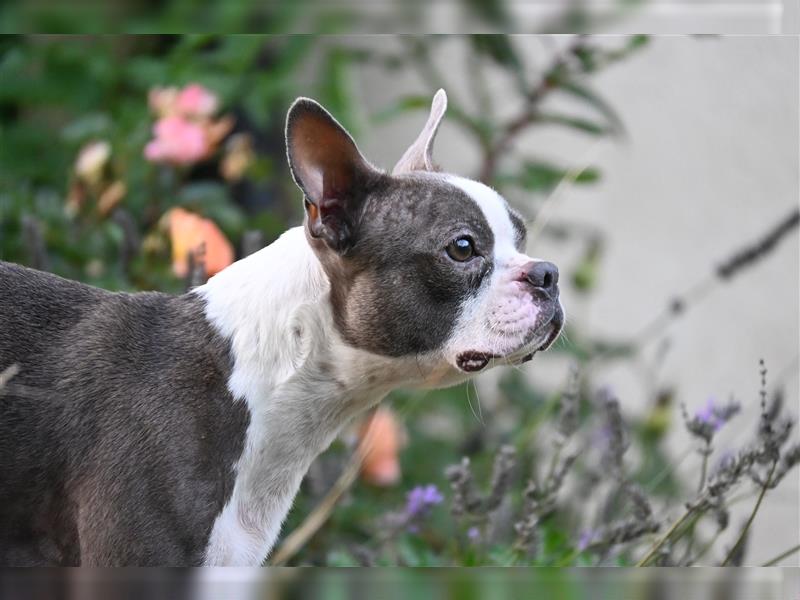 Boston Terrier Welpen in Sonderlackierung