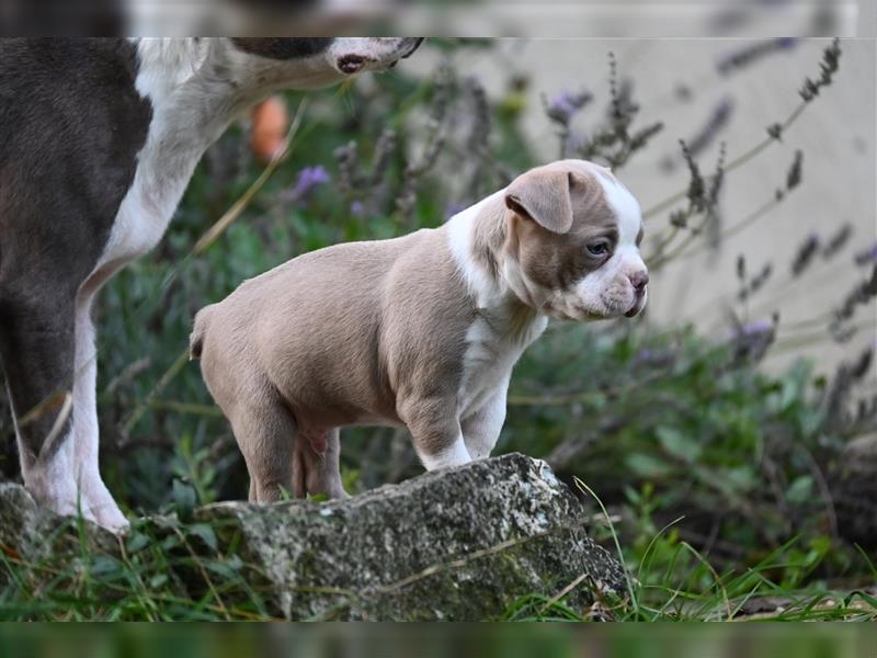 Boston Terrier Welpen in Sonderlackierung