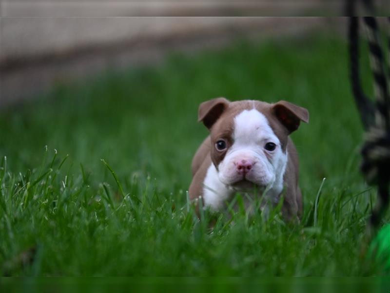 Boston Terrier Welpen in Sonderlackierung