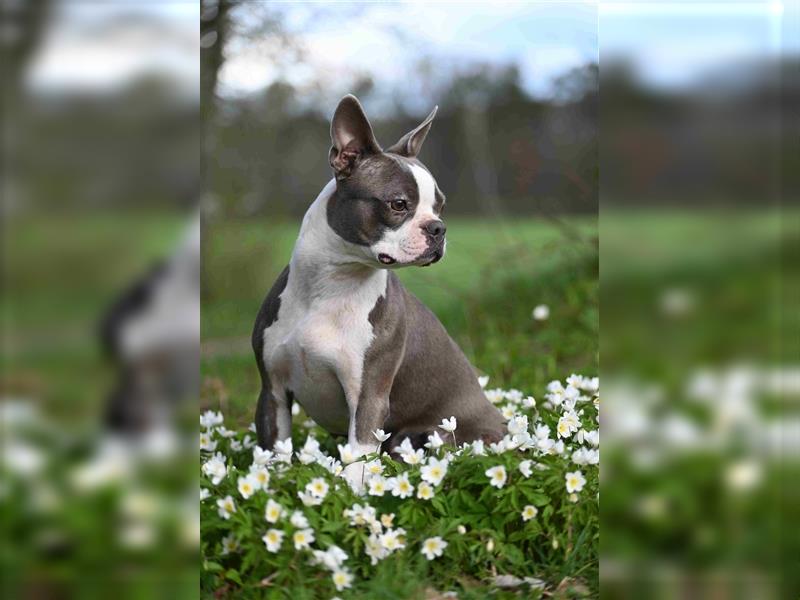 Boston Terrier Welpen in Sonderlackierung