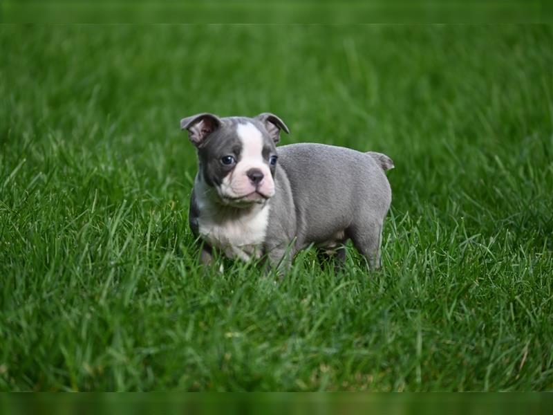 Boston Terrier Welpen in Sonderlackierung