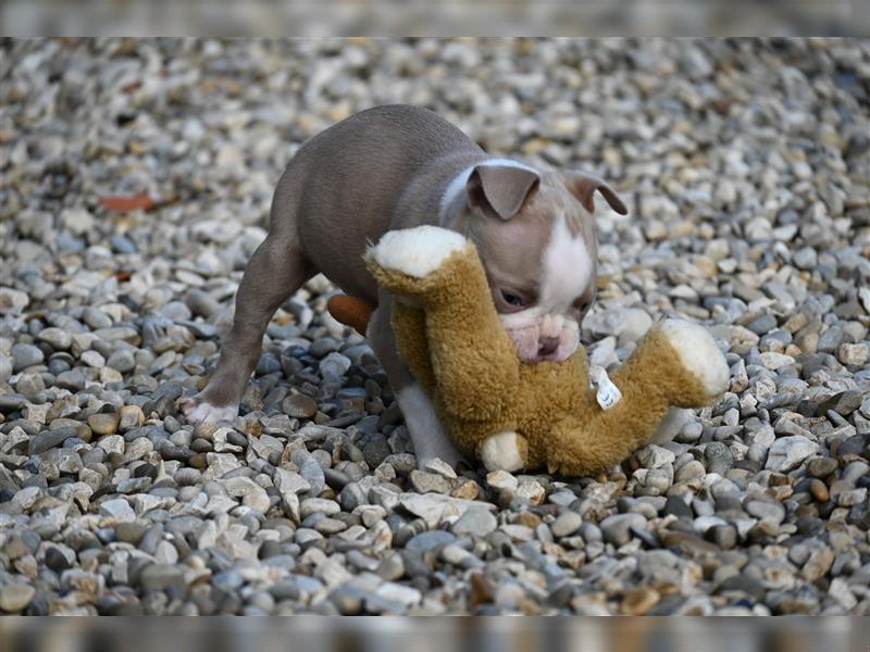 Boston Terrier Welpen in Sonderlackierung