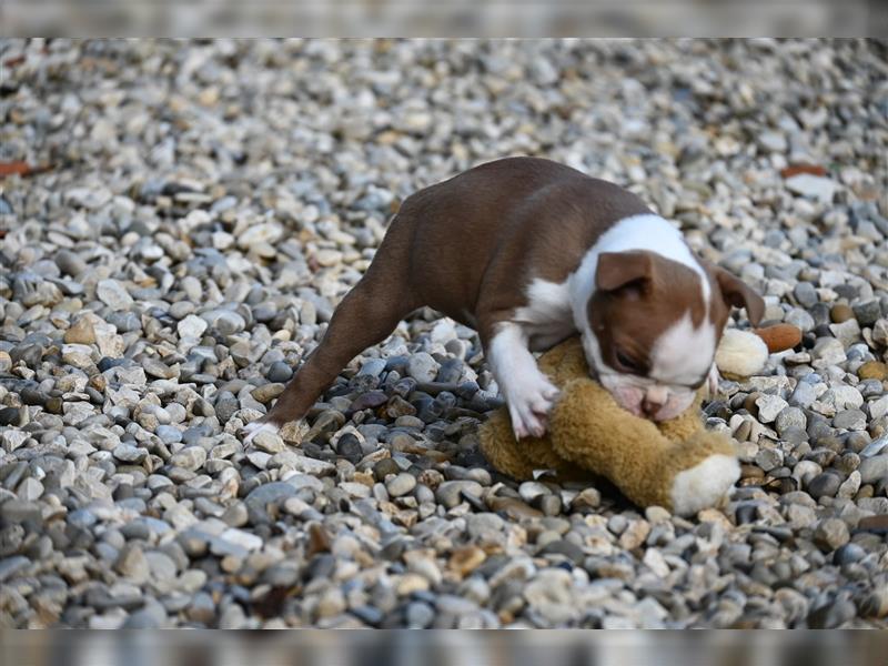 Boston Terrier Welpen in Sonderlackierung