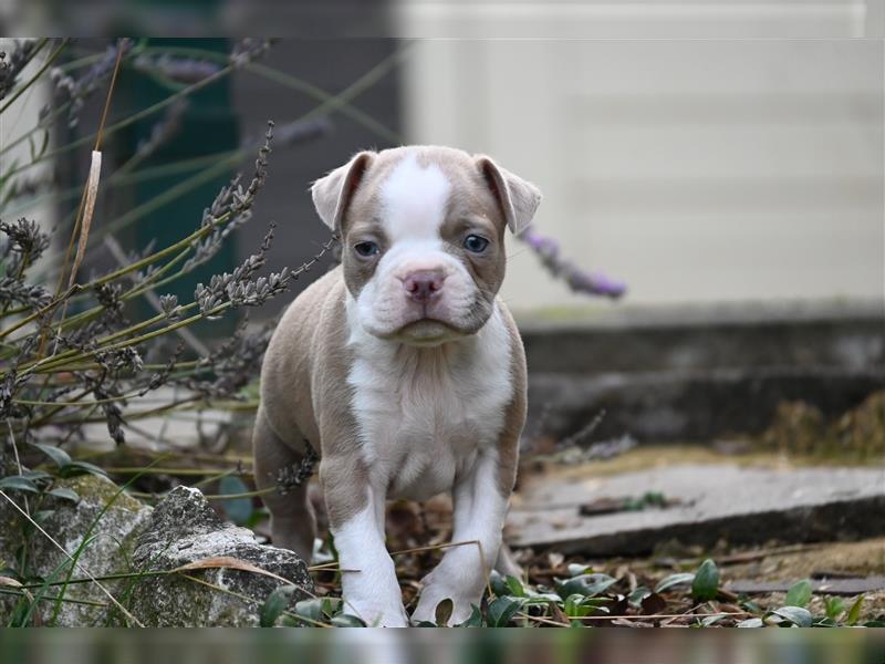 Boston Terrier Welpen in Sonderlackierung