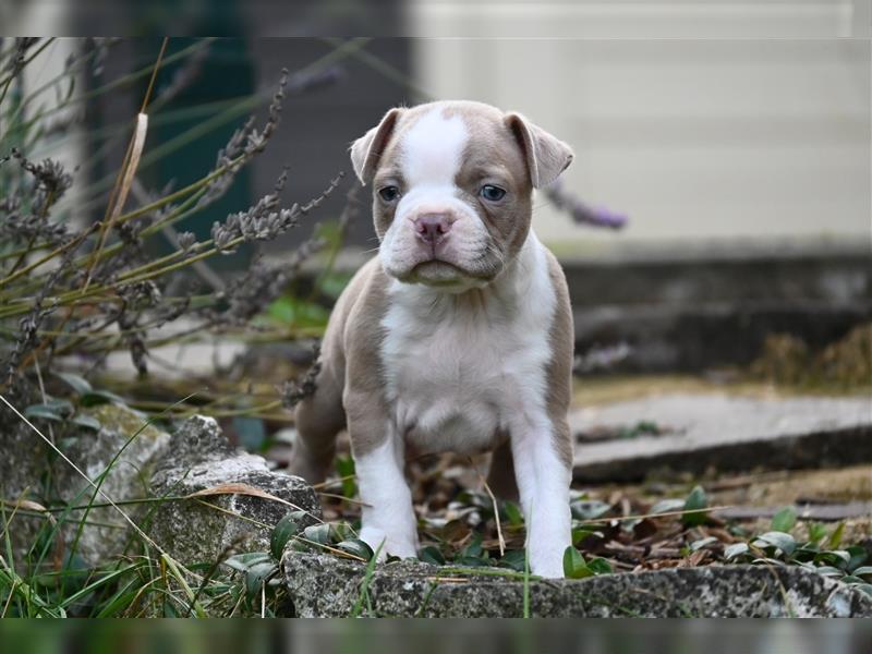 Boston Terrier Welpen in Sonderlackierung