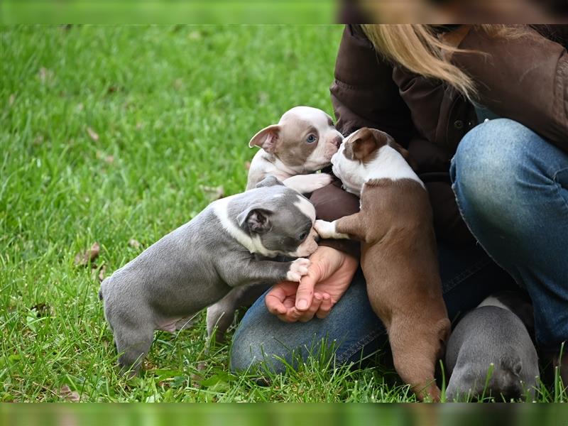 Boston Terrier Welpen in Sonderlackierung