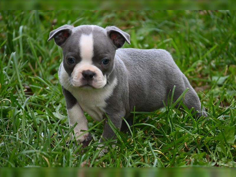 Boston Terrier Welpen in Sonderlackierung