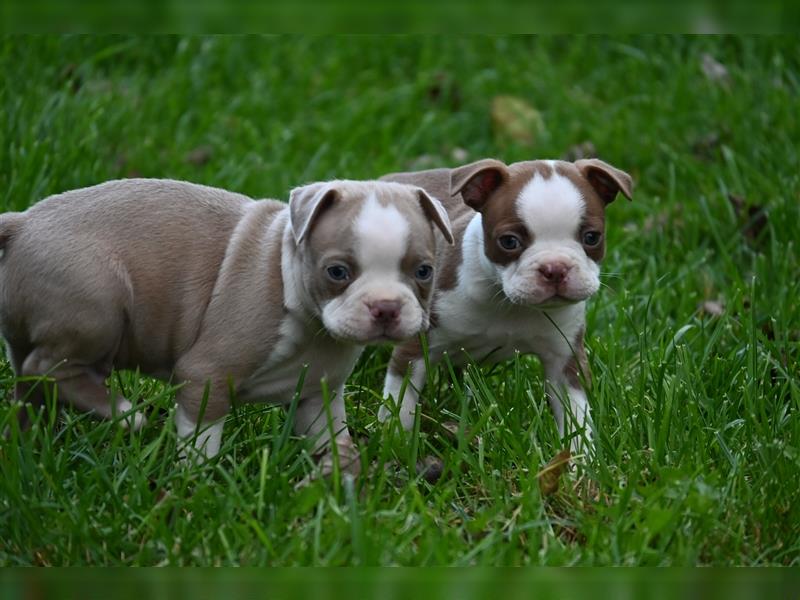 Boston Terrier Welpen in Sonderlackierung