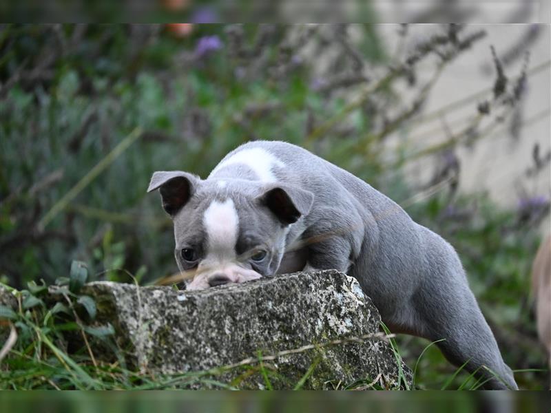 Boston Terrier Welpen in Sonderlackierung