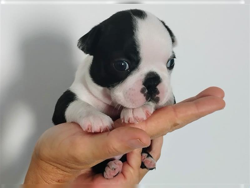 Boston Terrier Welpen aus FCI Zucht