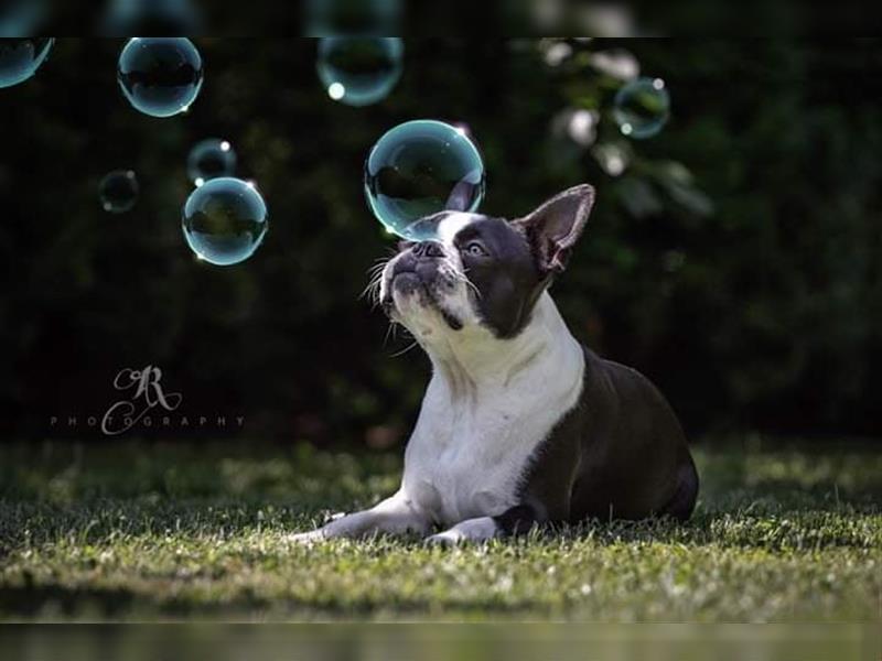 Boston Terrier Welpen aus FCI Zucht