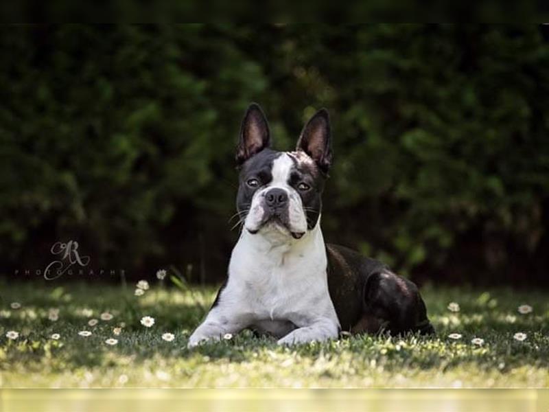 Boston Terrier Welpen aus FCI Zucht