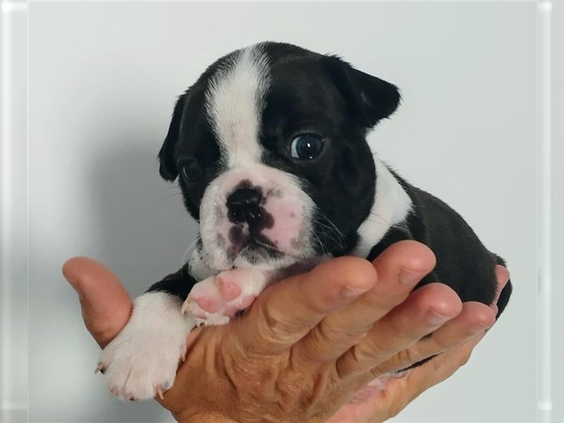 Boston Terrier Welpen aus FCI Zucht