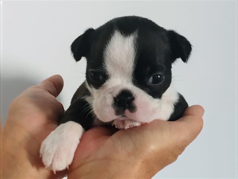 Boston Terrier Welpen aus FCI Zucht