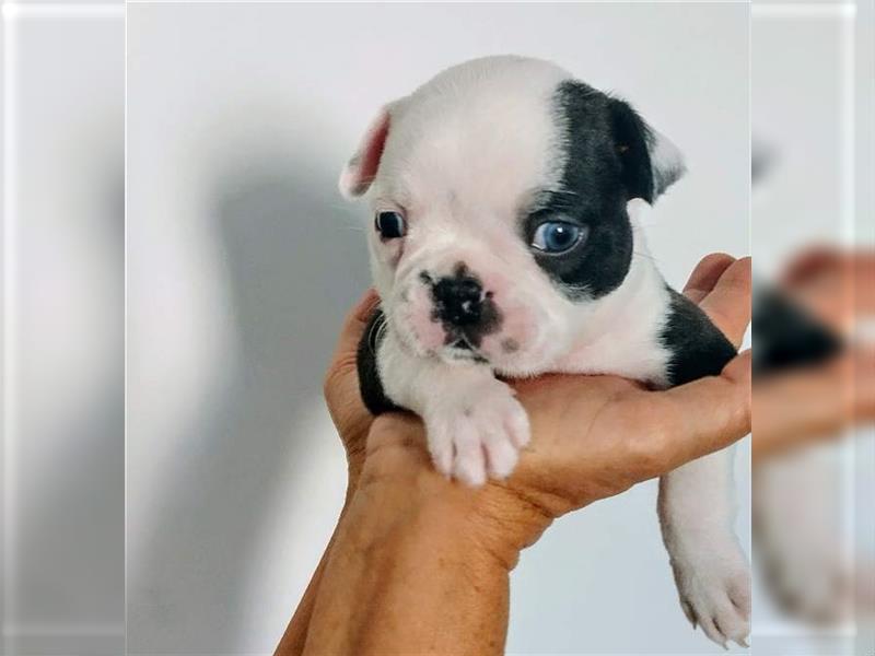 Boston Terrier Welpen aus FCI Zucht