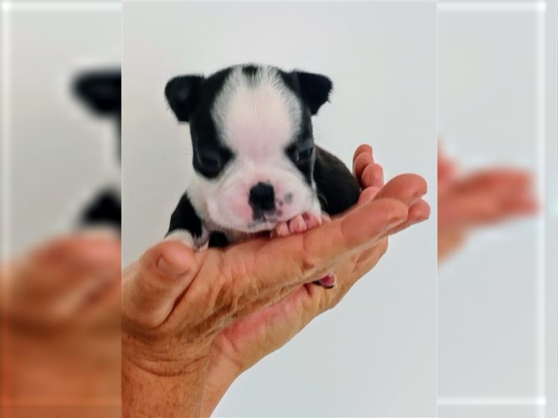 Boston Terrier Welpen aus FCI Zucht