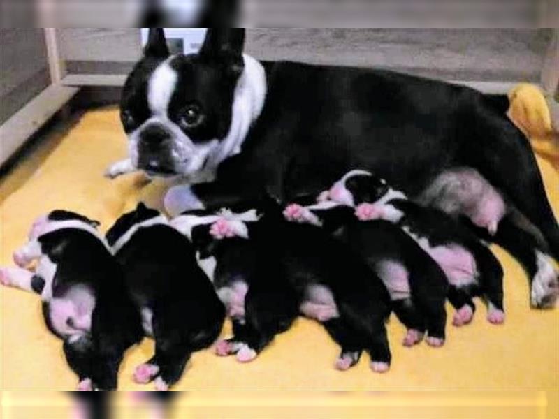 Boston Terrier Welpen aus FCI Zucht