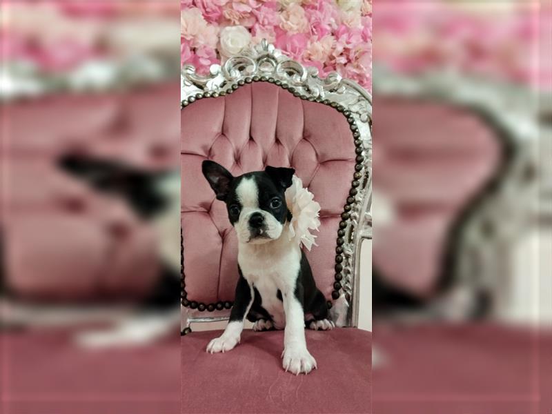 Boston Terrier Welpen zu verkaufen