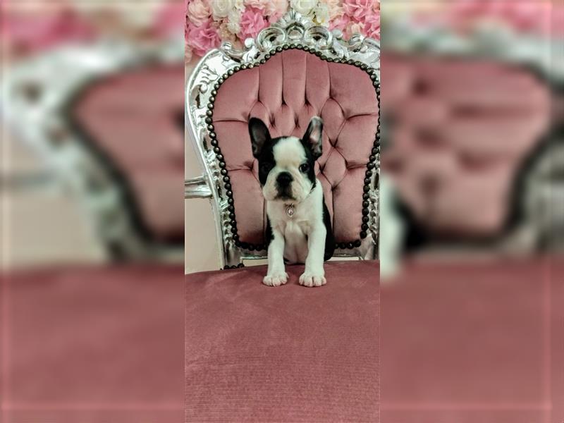 Boston Terrier Welpen zu verkaufen