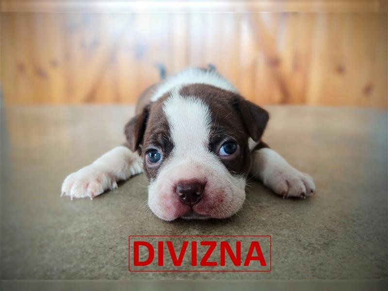 Boston Terrier - Colored puppy with Certified Pedigree