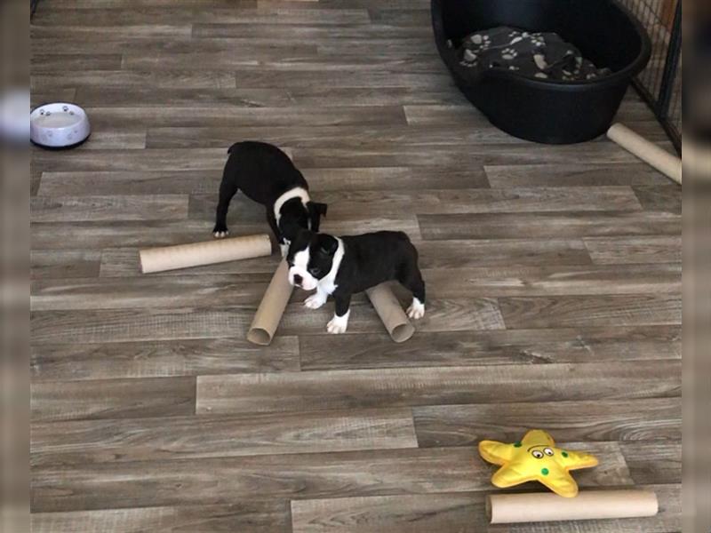 Boston-Terrier Welpen