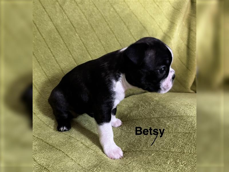 Boston Terrier Welpe Betsy