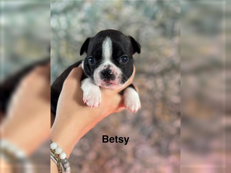 Boston Terrier Welpe Betsy