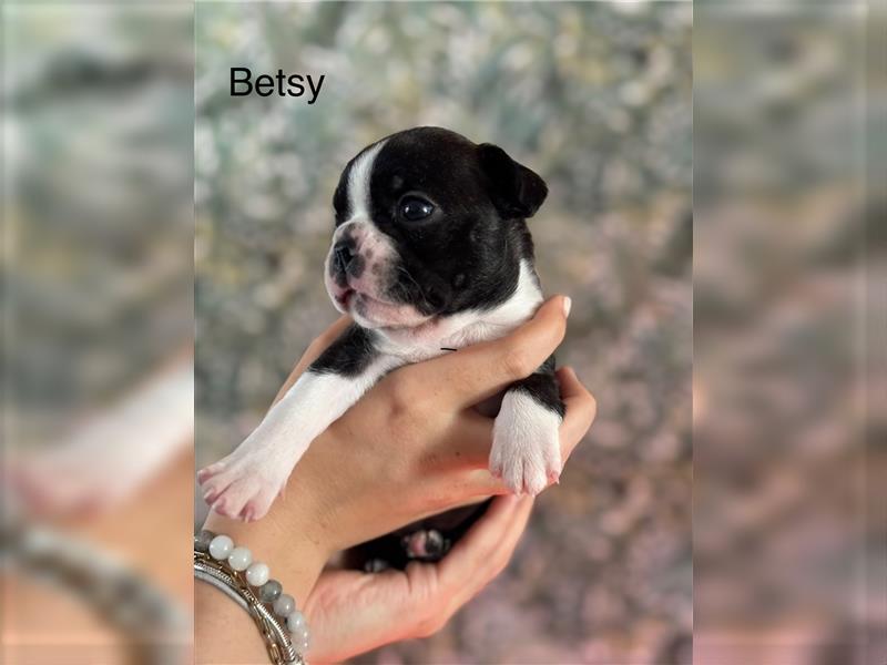 Boston Terrier Welpe Betsy