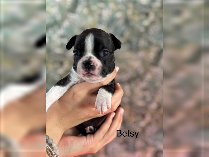 Boston Terrier Welpe Betsy