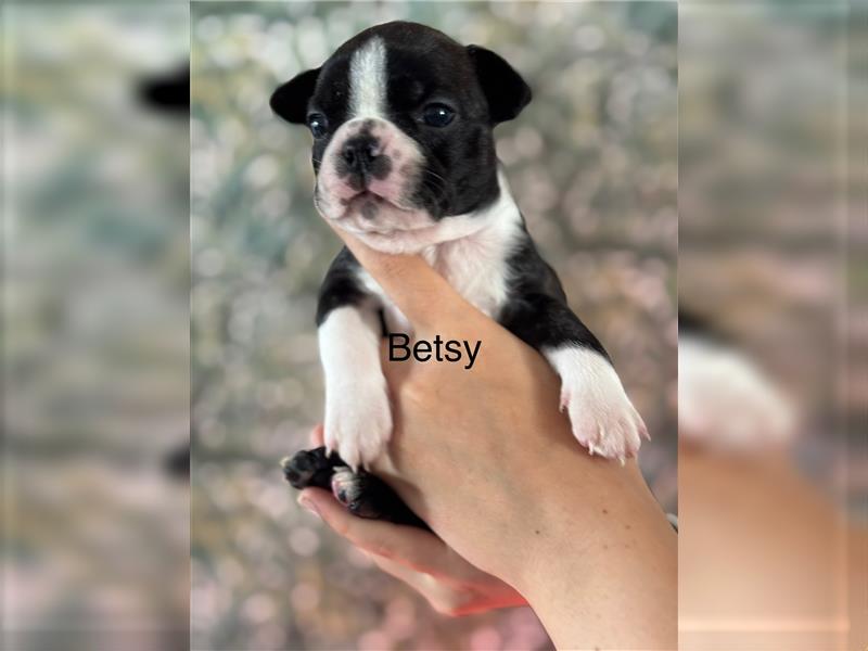 Boston Terrier Welpe Betsy