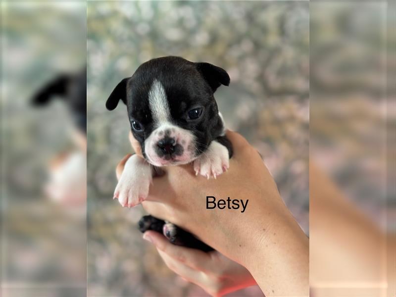 Boston Terrier Welpe Betsy