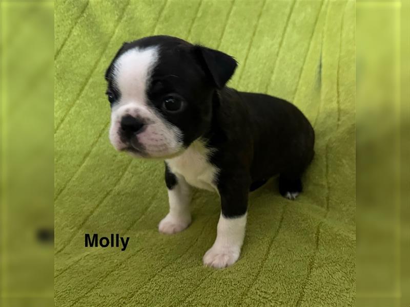 Boston Terrier Welpe Molly