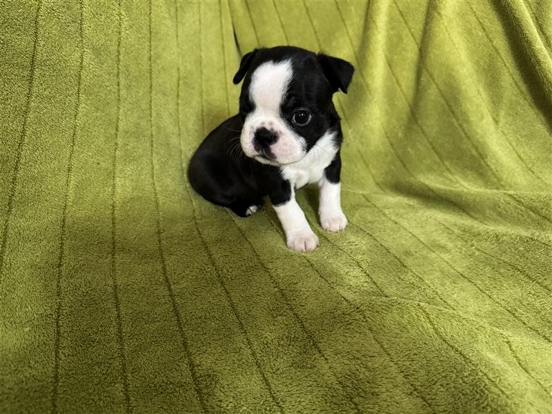 Boston Terrier Welpe Molly