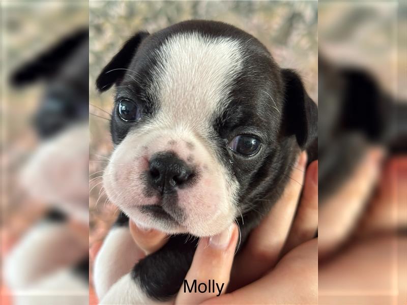 Boston Terrier Welpe Molly