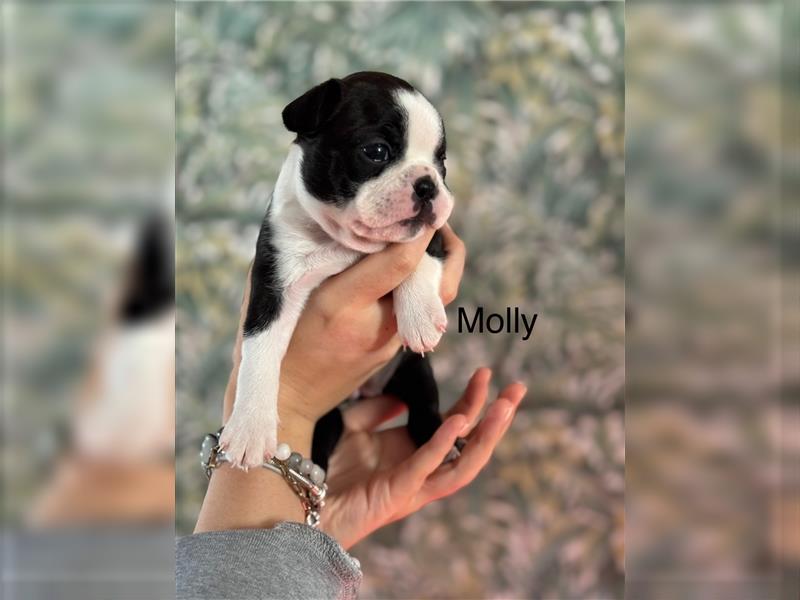 Boston Terrier Welpe Molly