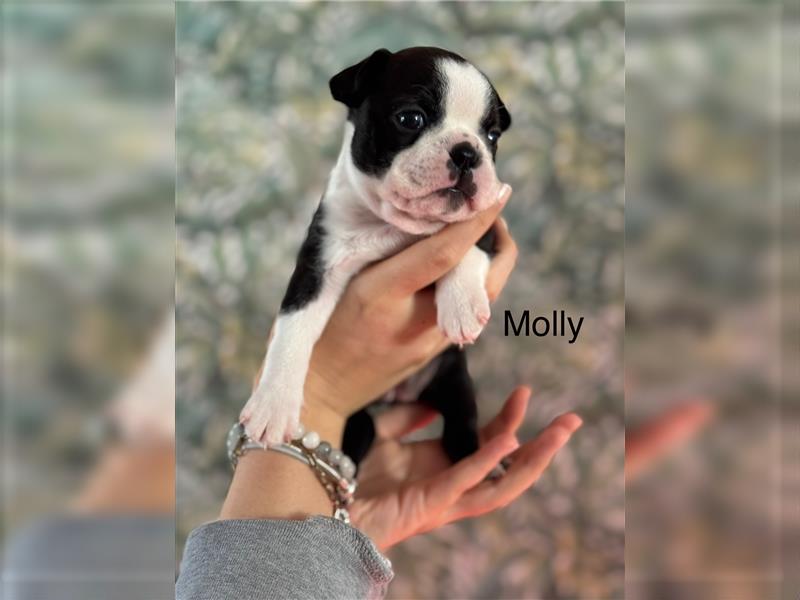 Boston Terrier Welpe Molly