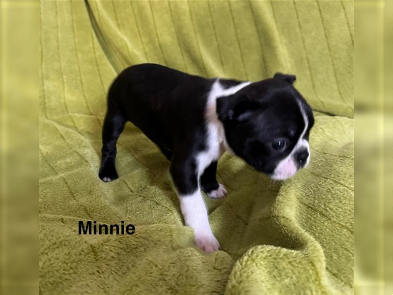 Boston Terrier Welpe Minnie