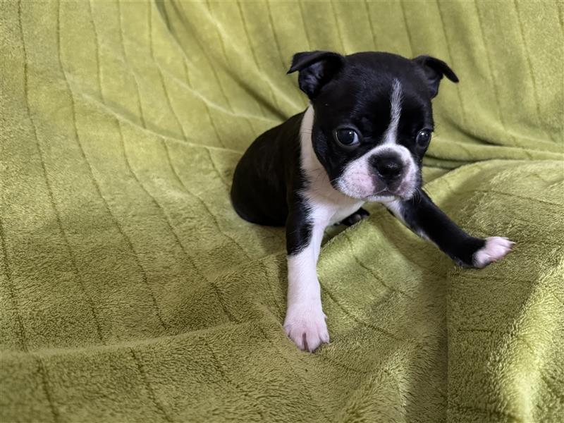 Boston Terrier Welpe Minnie