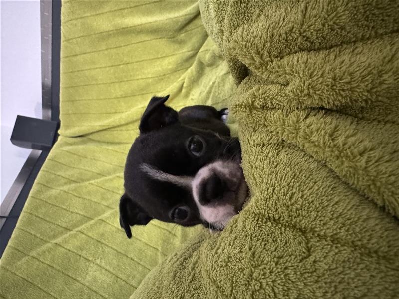 Boston Terrier Welpe Minnie