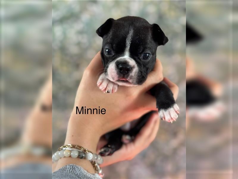 Boston Terrier Welpe Minnie