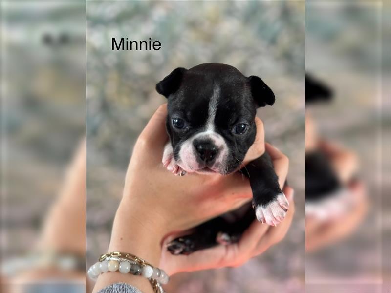 Boston Terrier Welpe Minnie