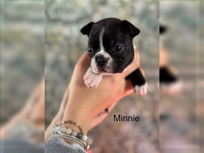 Boston Terrier Welpe Minnie