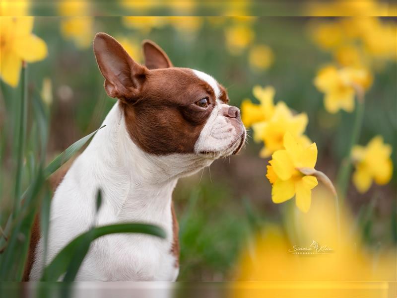 Boston Terrier 