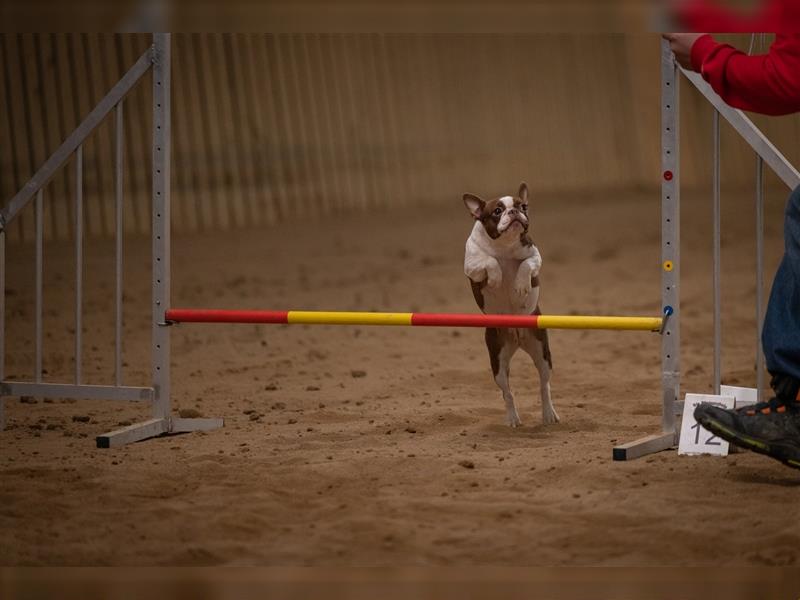 Boston Terrier 